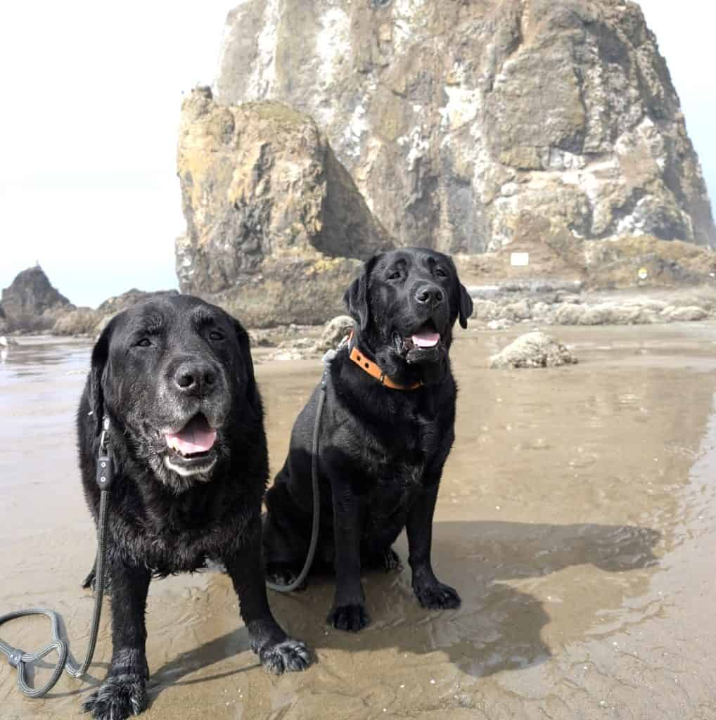 two black dogs on the beach
